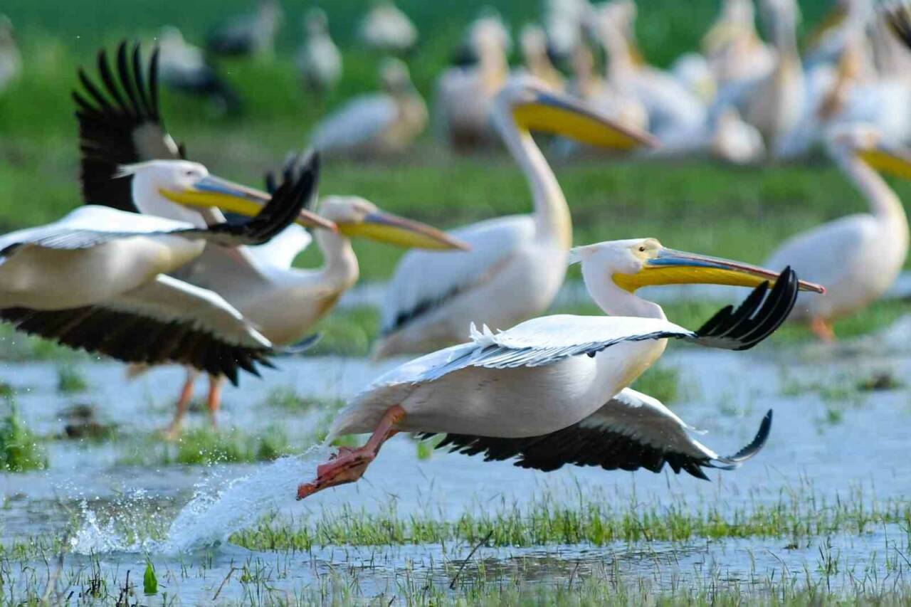 Bursa’nın İnegöl ilçesindeki Boğazköy Barajı, bahar mevsiminin gelmesi ile pelikanlara