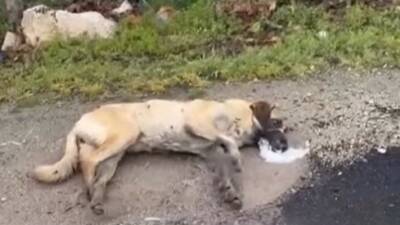 Niğde’nin Bor ilçesine bağlı Kemerhisar beldesinde çok sayıda sokak köpeğinin