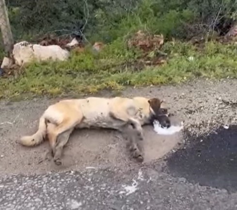 Niğde’nin Bor ilçesine bağlı Kemerhisar beldesinde çok sayıda sokak köpeğinin