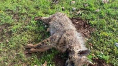 Şanlıurfa’nın Halfeti ilçesinde köpeklerin saldırdığı sırtlan telef oldu. Edinilen bilgiye