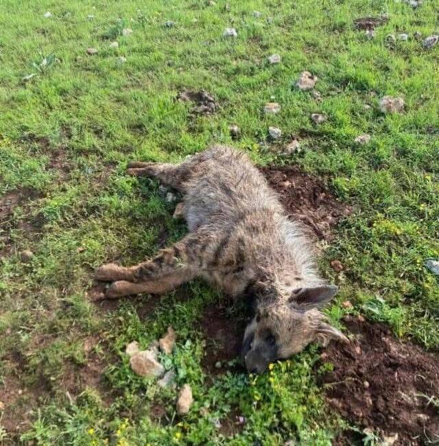 Şanlıurfa’nın Halfeti ilçesinde köpeklerin saldırdığı sırtlan telef oldu. Edinilen bilgiye