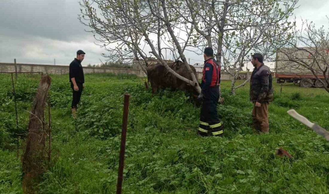 Mardin’in Artuklu ilçesinde, kuyuya düşen inek, itfaiye ekiplerince kurtarıldı. Edinilen