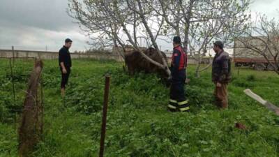 Mardin’in Artuklu ilçesinde, kuyuya düşen inek, itfaiye ekiplerince kurtarıldı. Edinilen