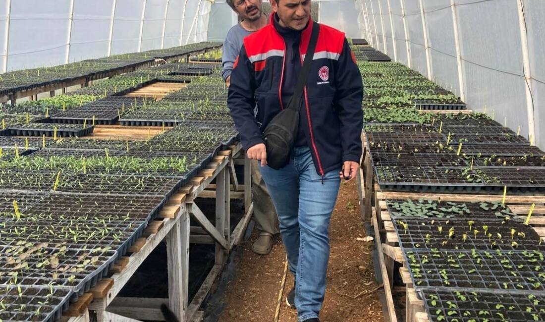 Kırklareli’nin Pınarhisar ilçesinde seralarda salatalık, domates, kıvırcık marul yetiştiren üreticiler