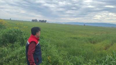 Aydın’ın Söke ilçesinde hububat ekili arazilerde dane kaybı olmaması için