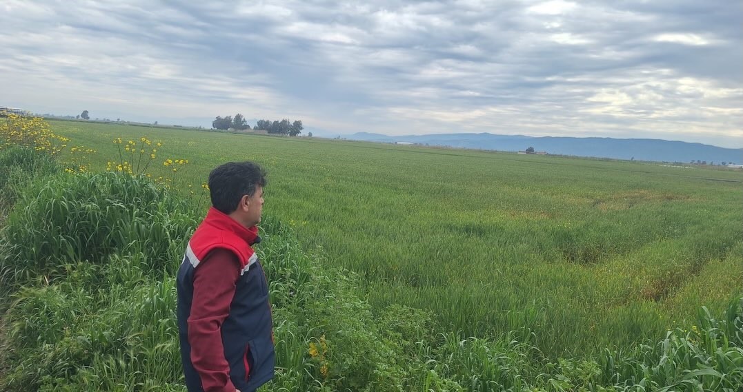 Aydın’ın Söke ilçesinde hububat ekili arazilerde dane kaybı olmaması için