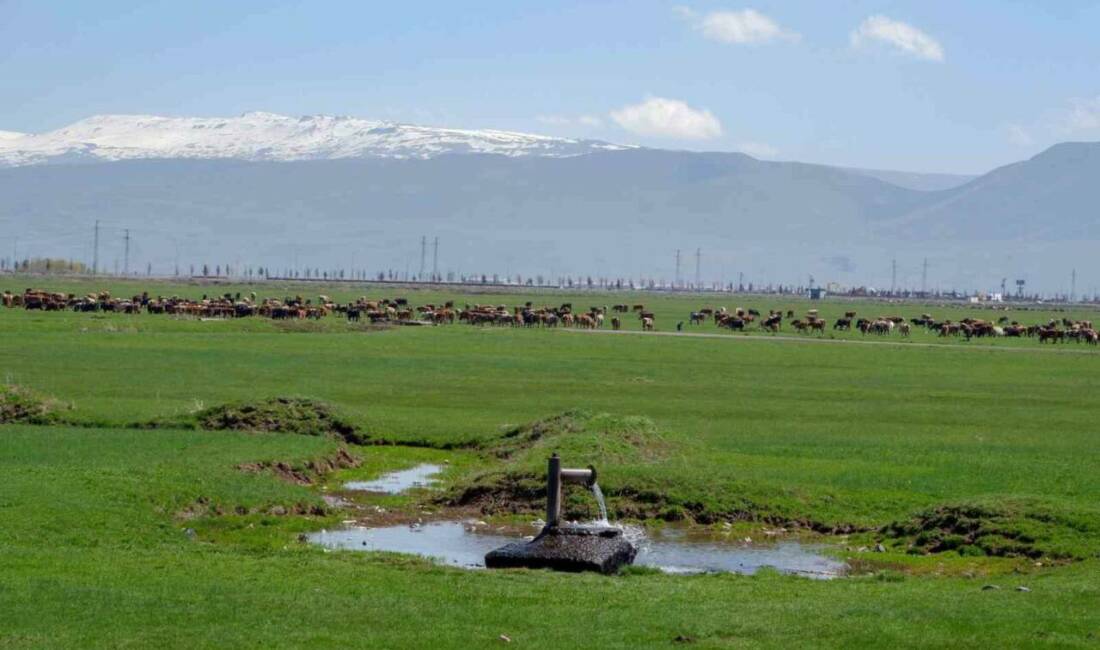 Vildan Sürbehan ve Nuray Demir tarafından “İklim değişikliği etkisi ile