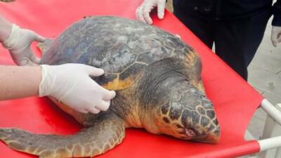 Tekirdağ’da balıkçılar tarafından ölü bulunan nesli koruma altındaki caretta caretta