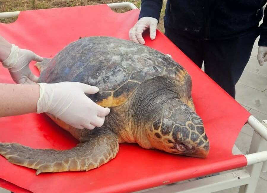 Tekirdağ’da balıkçılar tarafından ölü bulunan nesli koruma altındaki caretta caretta