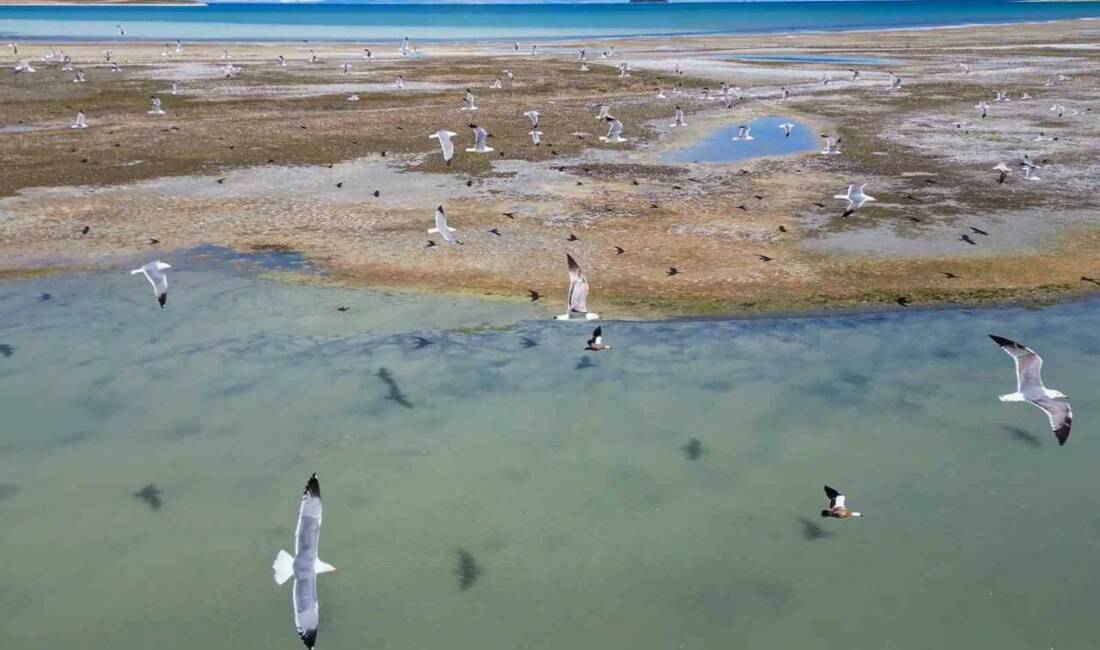 Bitlis’in Adilcevaz, Ahlat ve Tatvan sınırları içinde bulunan Van Gölü