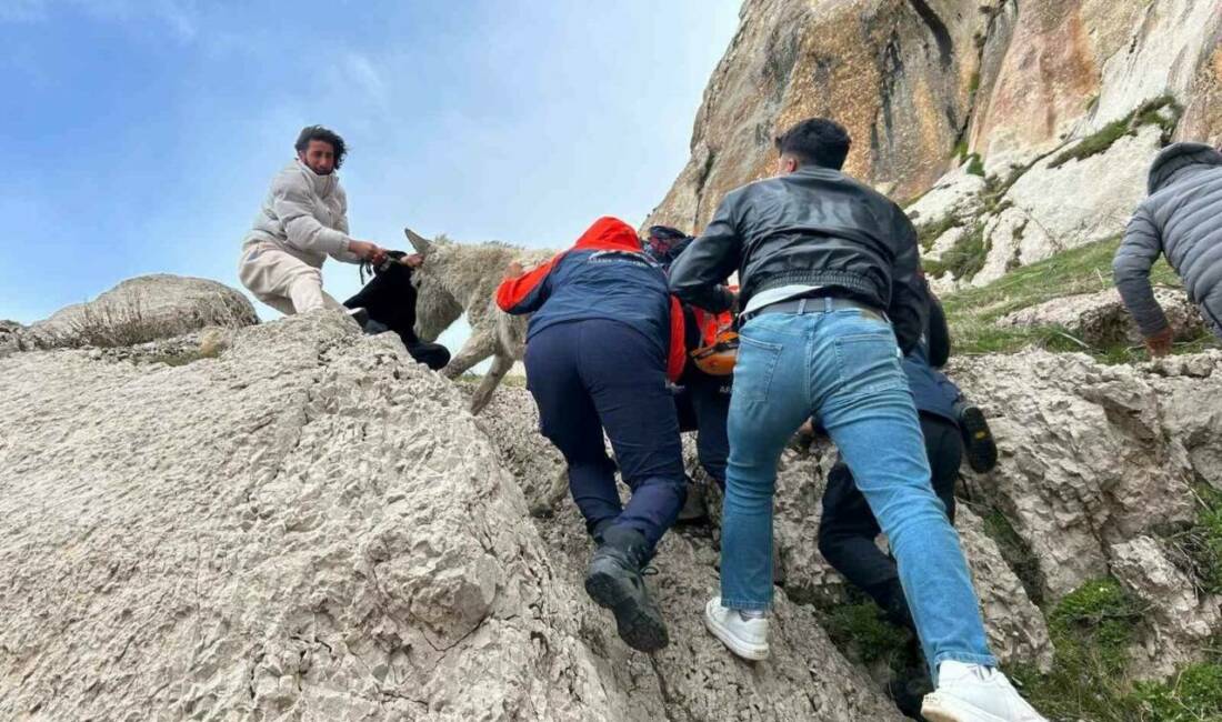 Van’ın Tuşba ilçesinde sarp kayalıklarda mahsur kalan bir eşek, AFAD